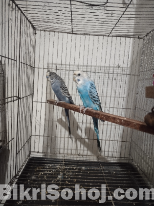 বাজিগার পাখি